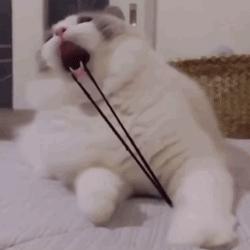 养猫咪的5大隐性危害宠物猫,养猫咪的5大隐形危害宠物猫