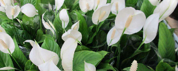 一帆风顺黄叶怎么回事,一帆风顺黄叶尖是怎么回事