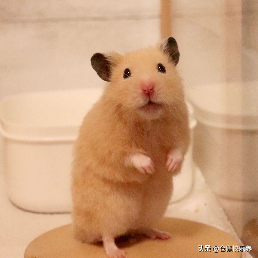 宠物仓鼠吃饭餐具,仓鼠不爱动了但是还是吃鼠粮