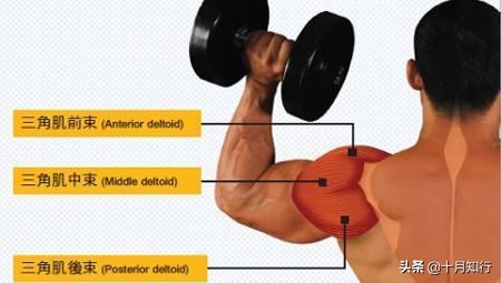 把肩膀练宽，动作不用太多，5个动作，虐遍三角肌，练出宽厚肩膀