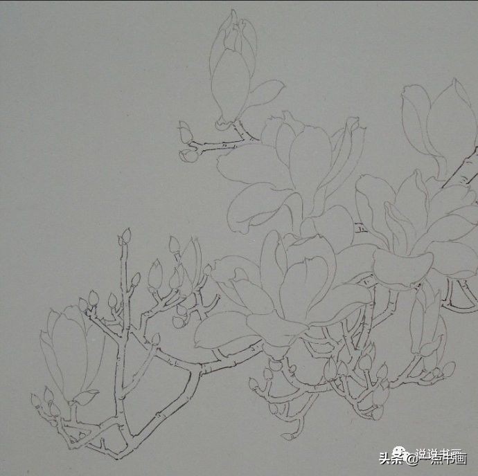玉兰花的画法和枝干布局,玉兰花的素描画法步骤图