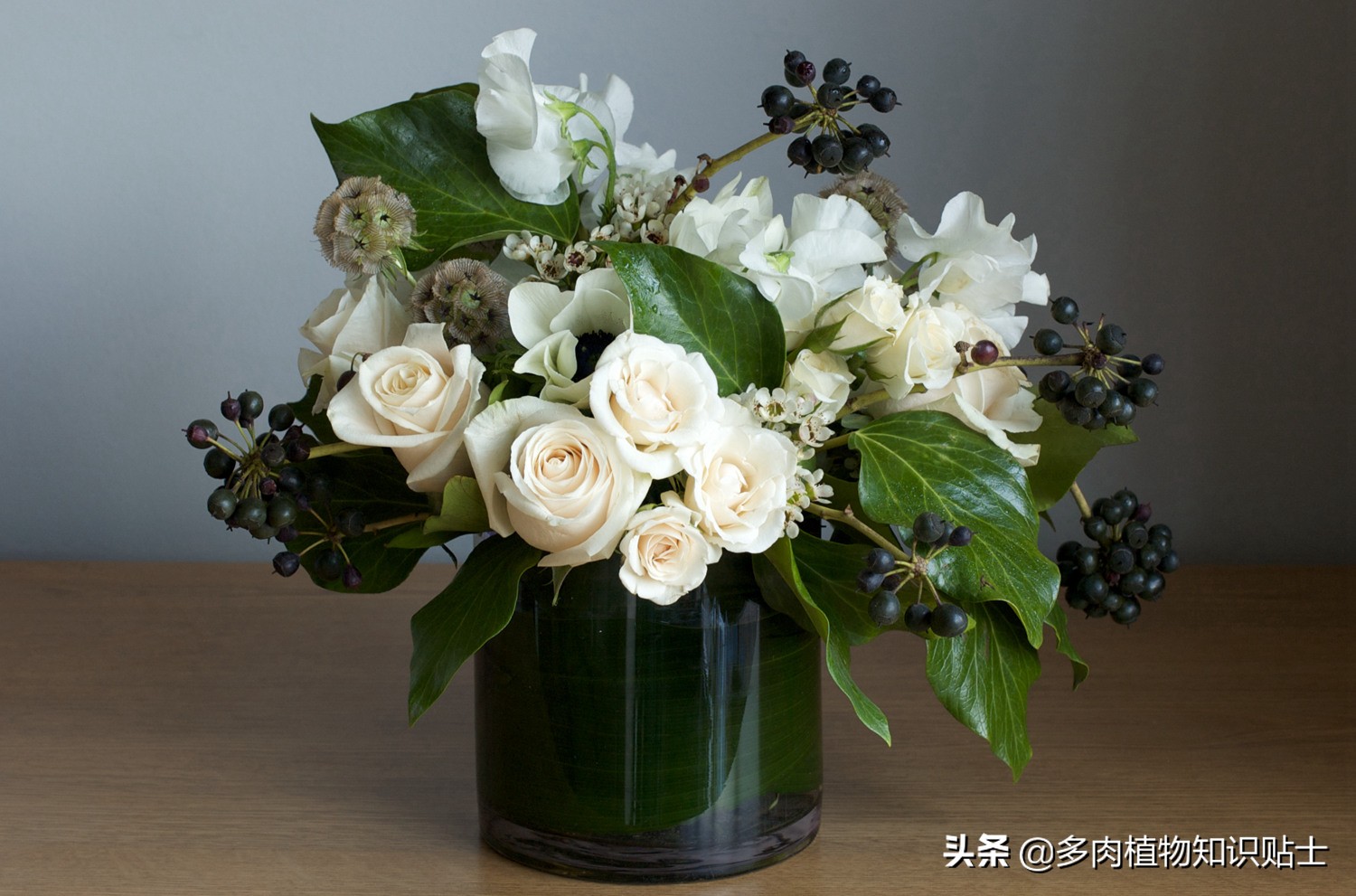 星花轮峰菊,星花轮峰菊图片大全