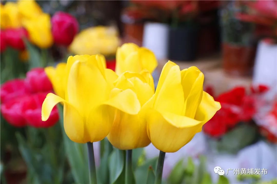 广州黄埔花市2023年什么时候开始,2020年黄埔花市