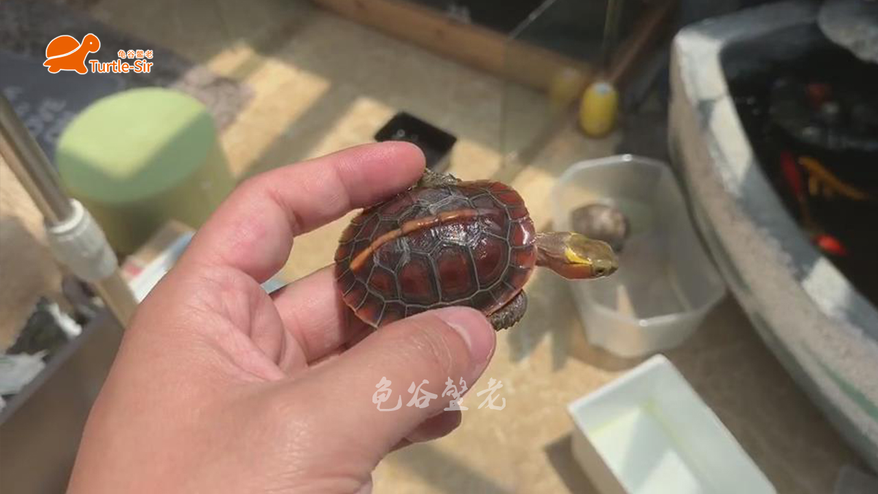 黄缘龟有点蔫,黄缘龟为什么几年了还很小