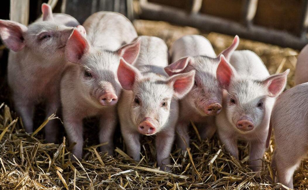 猪副嗜血杆菌病的症状和治疗方案,附红体和副猪嗜血杆菌怎么治疗