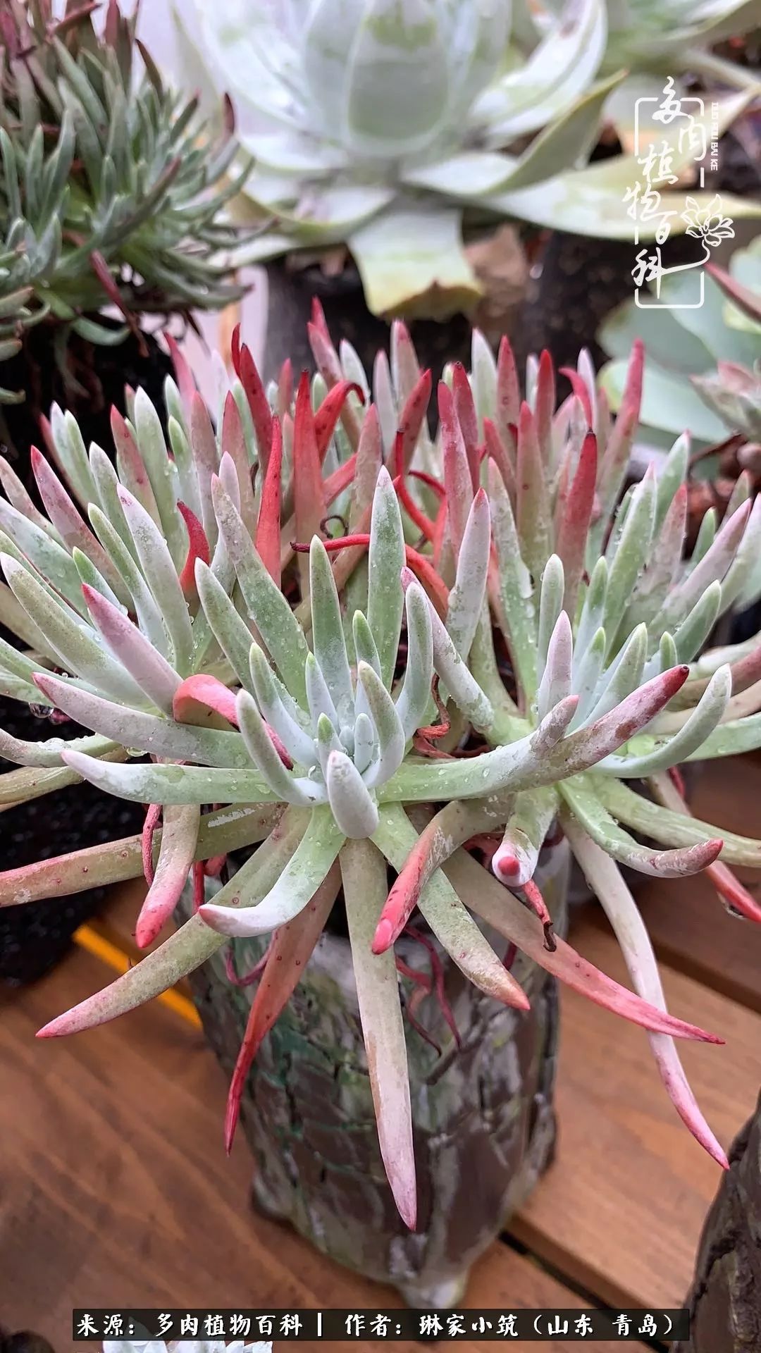 多肉冬季搬进屋里前需要浇水么,多肉过冬