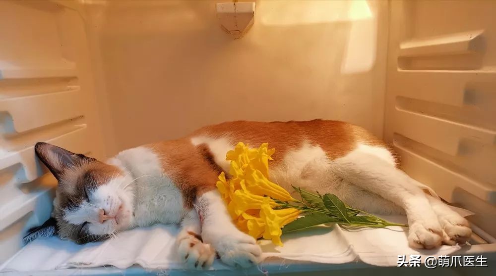 丧尽天良的黑心试剂盒，你们害死了多少猫