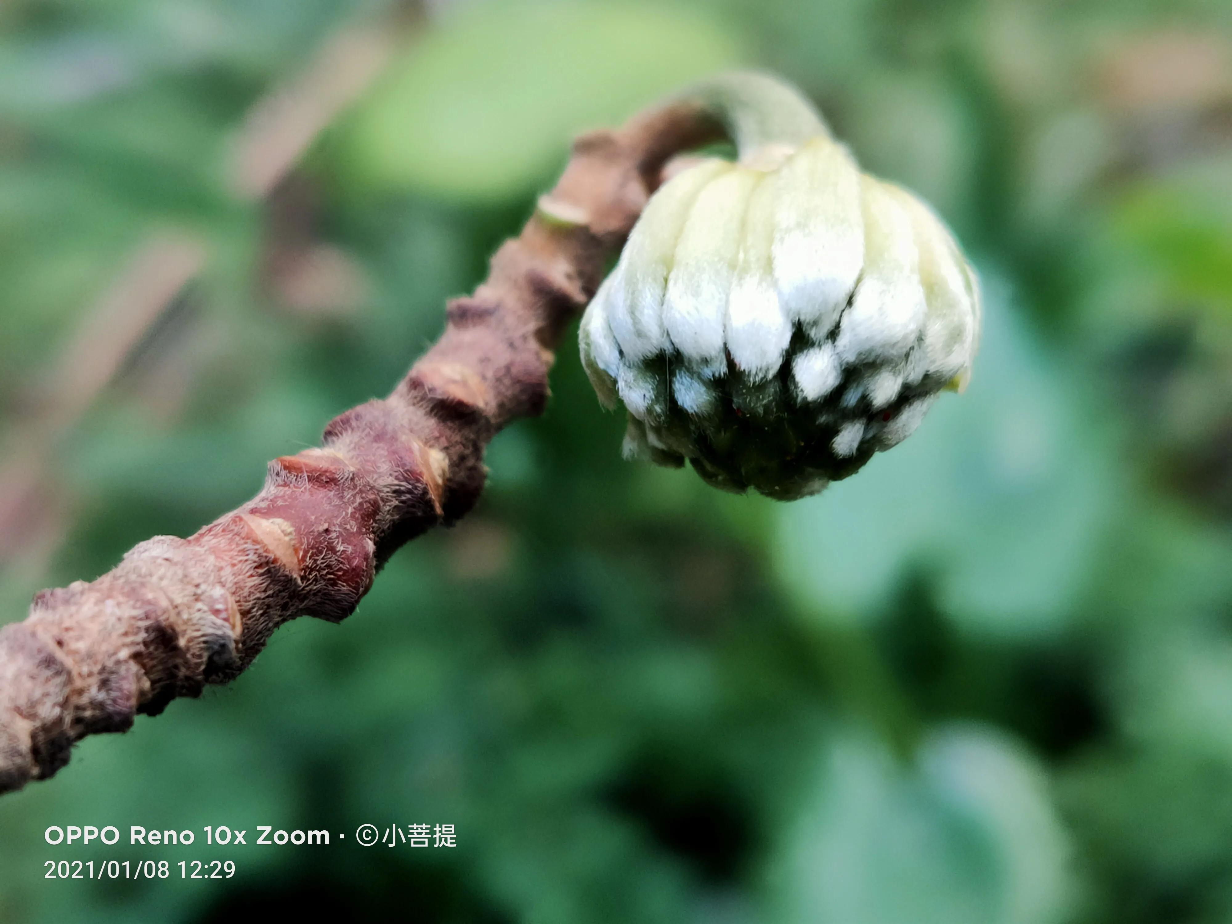 这就是爱情树,若在枝上打两个同向的结,就能得到甜蜜爱情和幸福