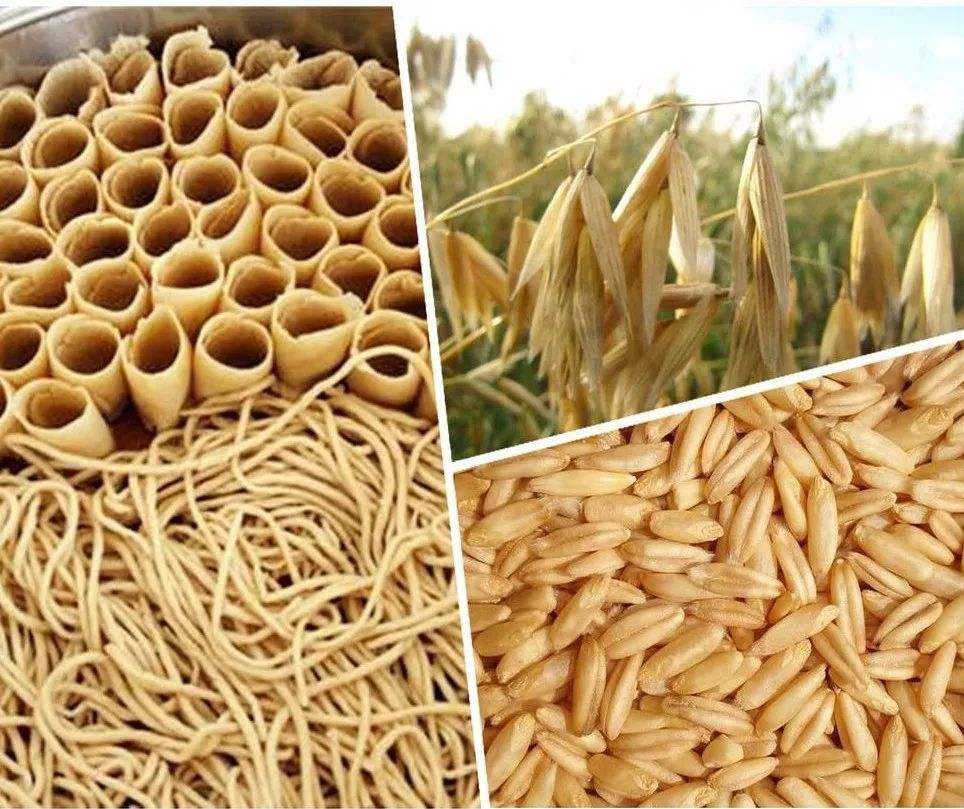 燕麦在饲料中的作用有哪些,燕麦可以当马匹饲料吗