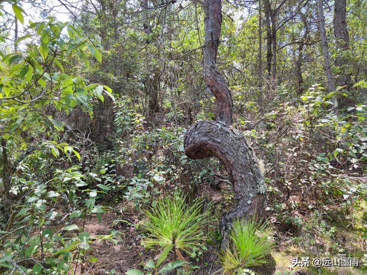 徒步寻访滇西大马路、走“九关十八铺”系列活动之四：回蹬关