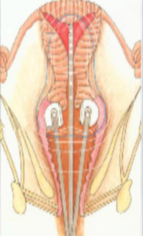 什么是近距离交叉口,什么是近距离用眼时间