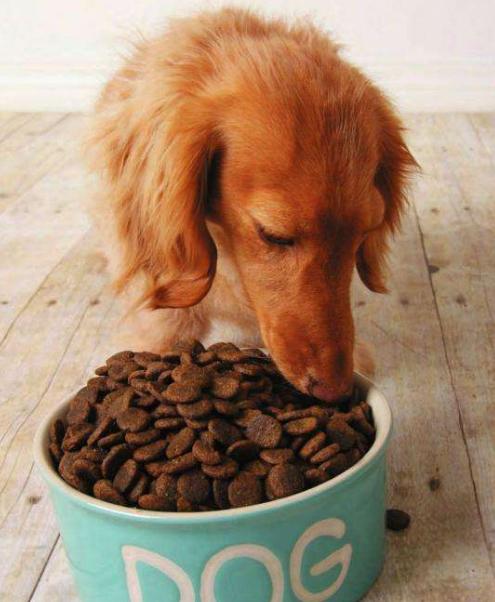 让金毛长得好的狗粮,怎么让金毛喂食不咬人