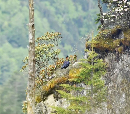 我国一级保护动物大盘点,中国只有一只的一级保护动物