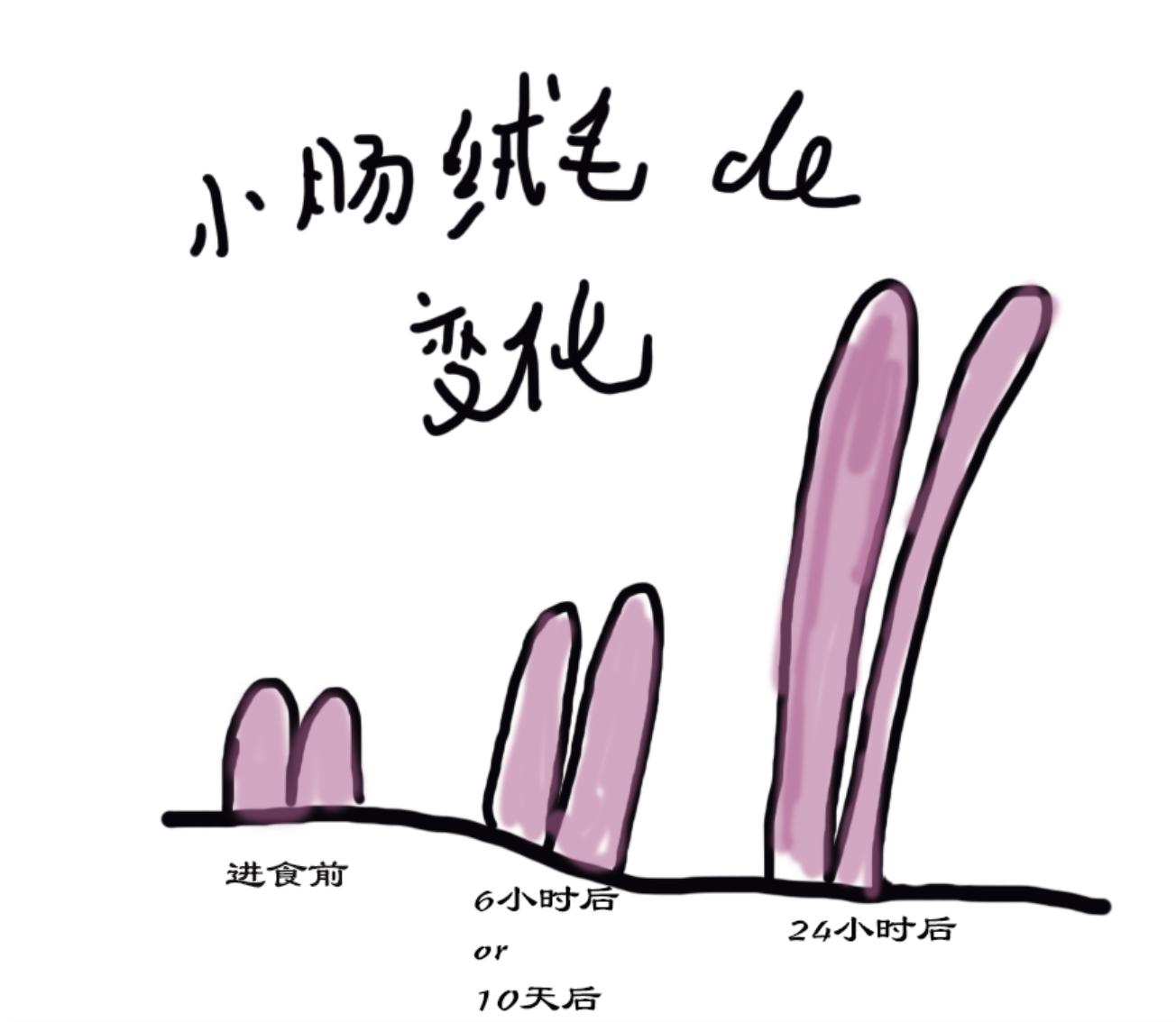 节食饮食不规律危害,蟒蛇是怎样消化食物