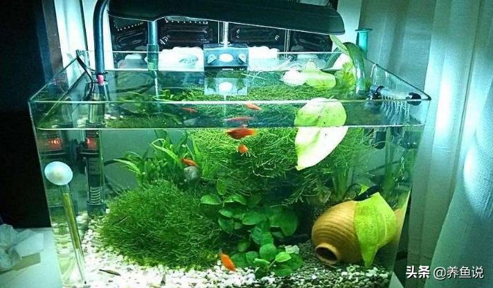 观赏鱼死掉的原因有哪些,观赏鱼入缸就死怎么回事