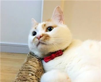 猫咪缺乏牛磺酸有什么表现,猫咪缺乏牛磺酸的表现