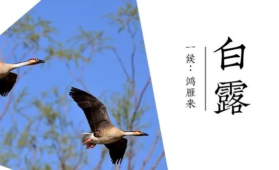 「节气变换」今日白露：露从今夜白，月是故乡明