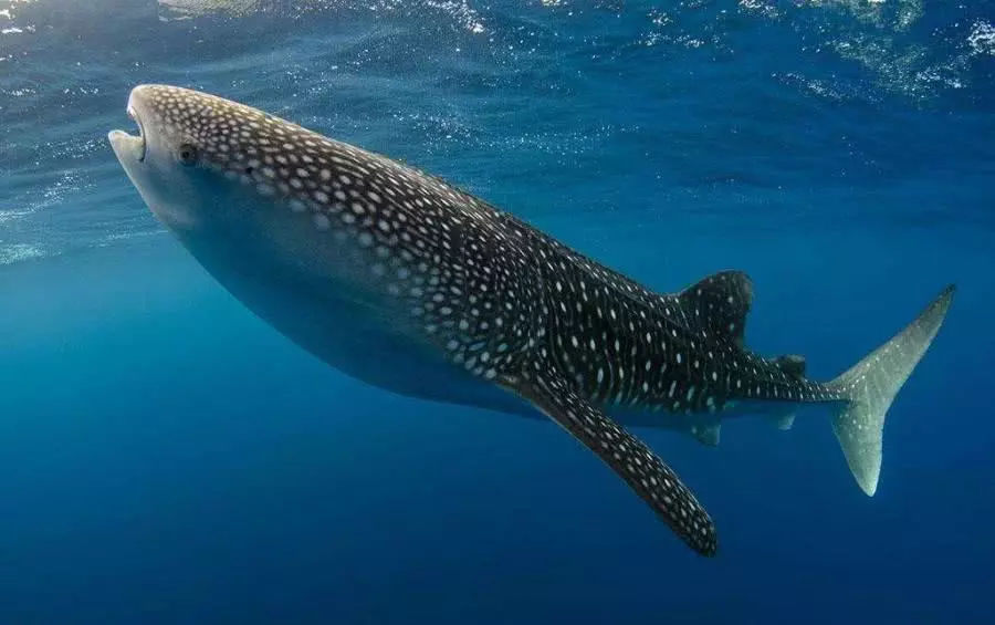 鲨鱼的种类及名称视频,鲨鱼的种类和生活习性