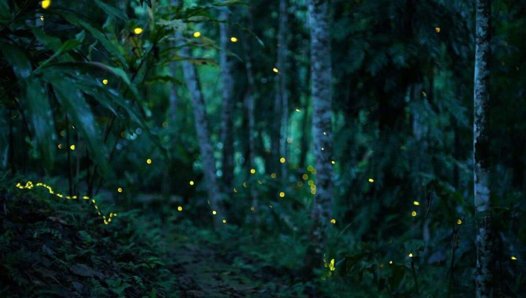 夏天夜晚描写萤火虫的诗句,描写夏天萤火虫翩翩飞舞的诗句