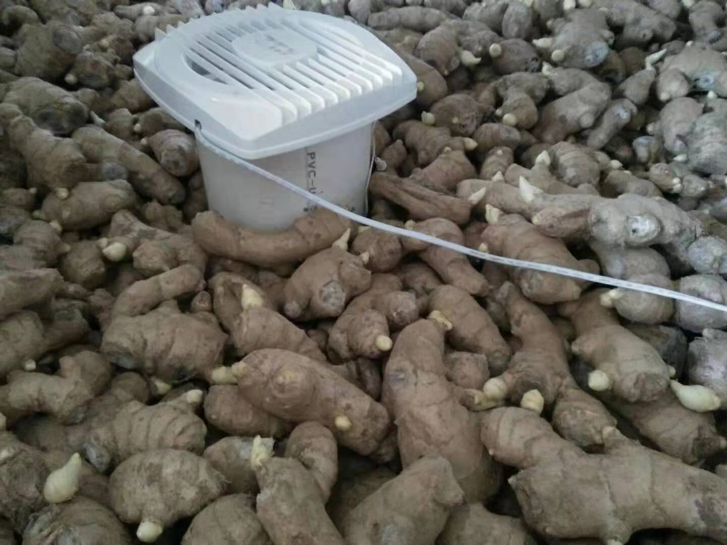 姜催芽的正确方法,几种常用的生姜催芽方法