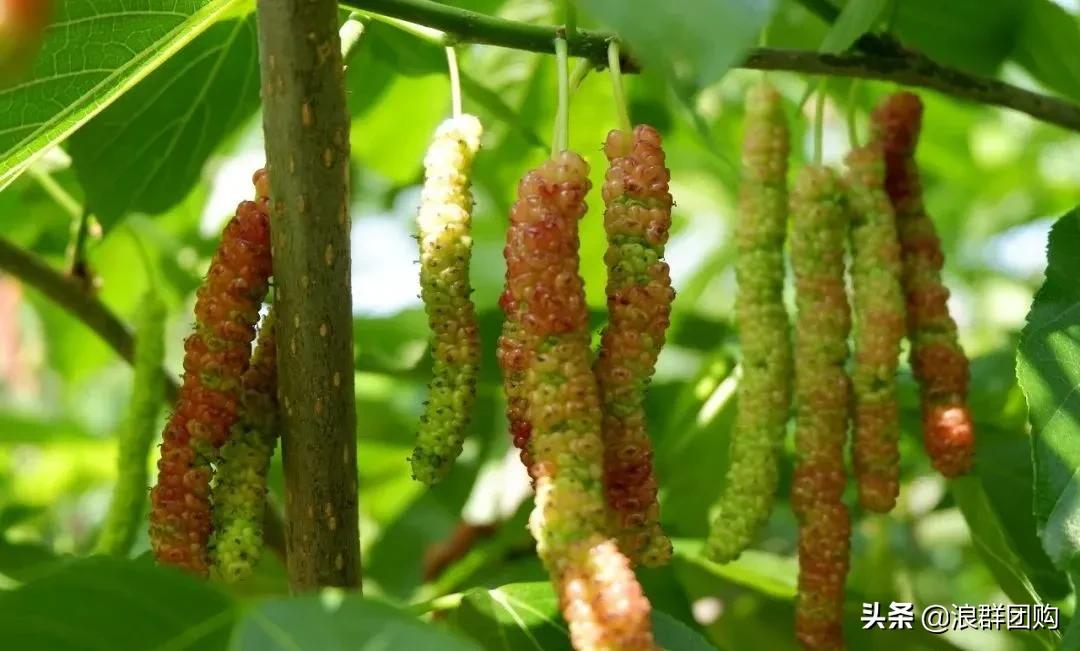 四季果桑有几个品种,新手种果桑哪个品种最好