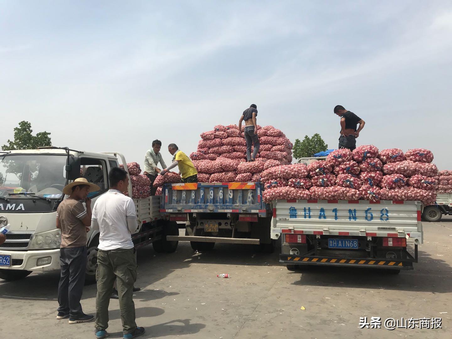 山东金乡蒜子,山东金乡县蒜苔