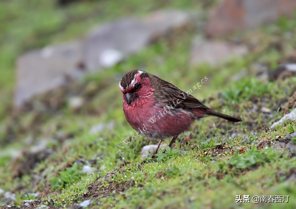 传说中的四大神兽朱雀是什么样子,朱雀在上古神兽中最强吗