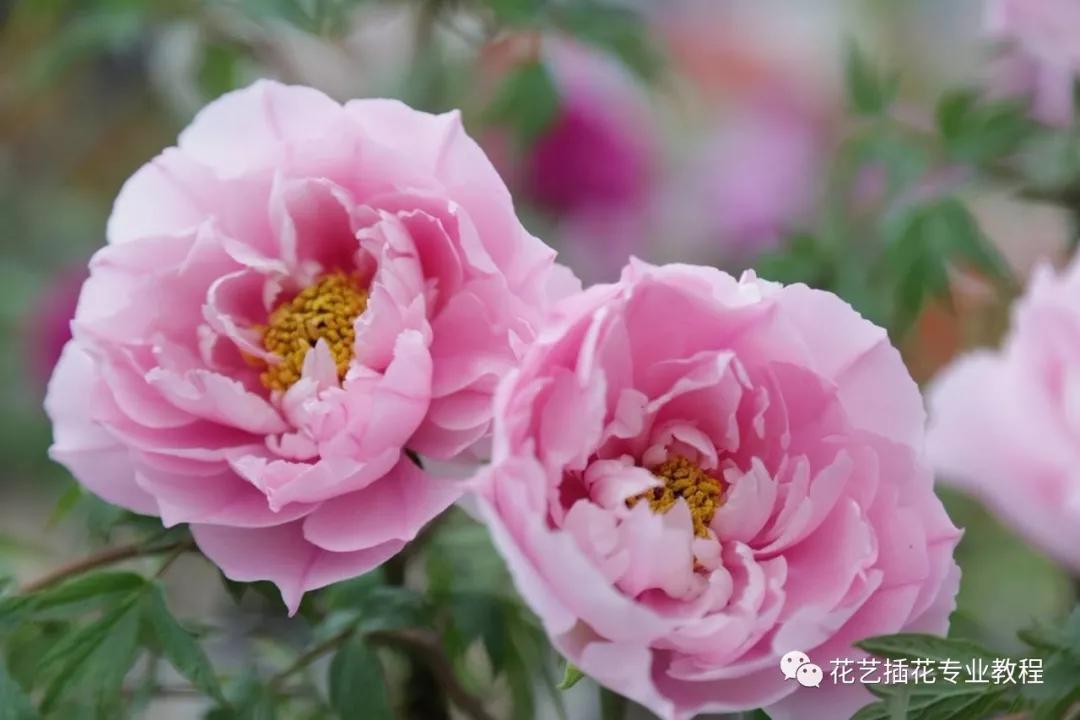 「花艺知识」50种常见花材的花语~（建议收藏）