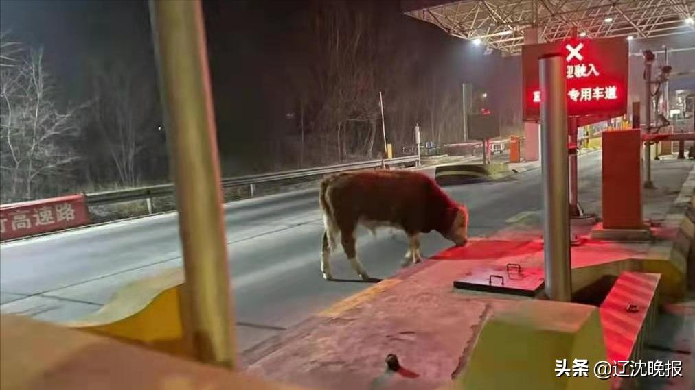 最牛“老黄牛”交警路政8人护送一宿走下高速