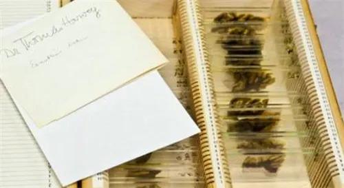 爱因斯坦死前跟护士说了什么,爱因斯坦死后大脑被怎么处理了