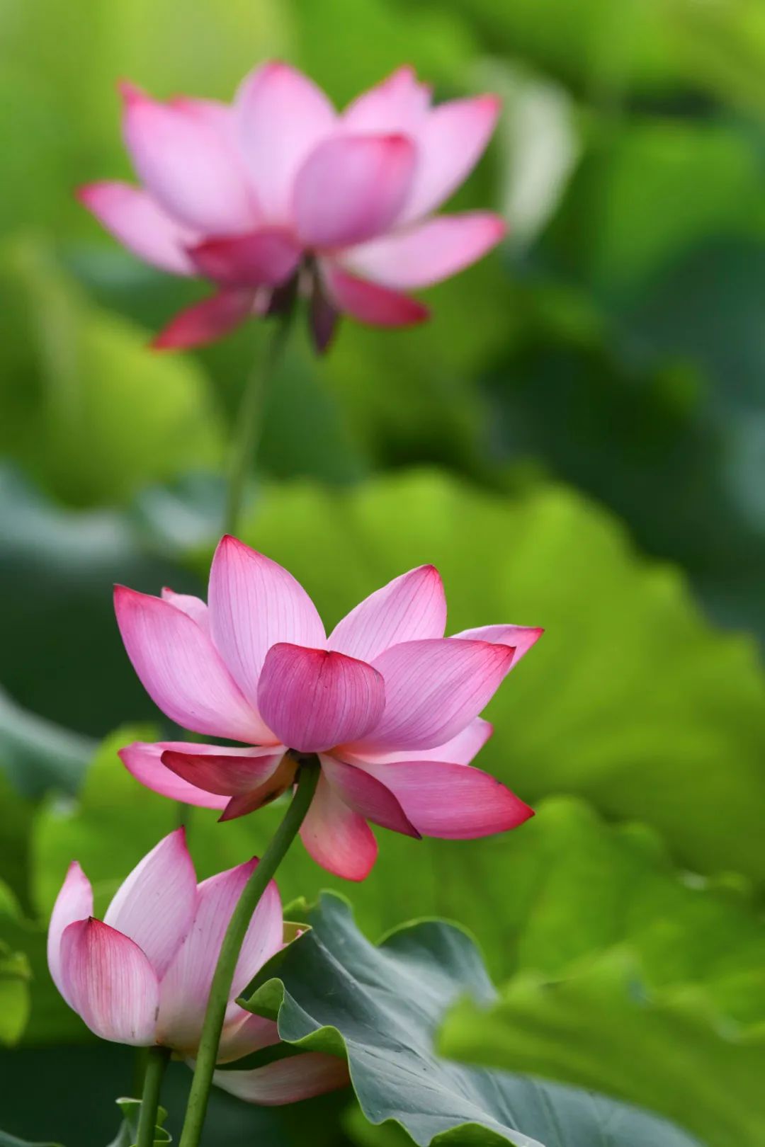 山东这五处绝美景区，藏着的不仅仅是诗与远方，还有……