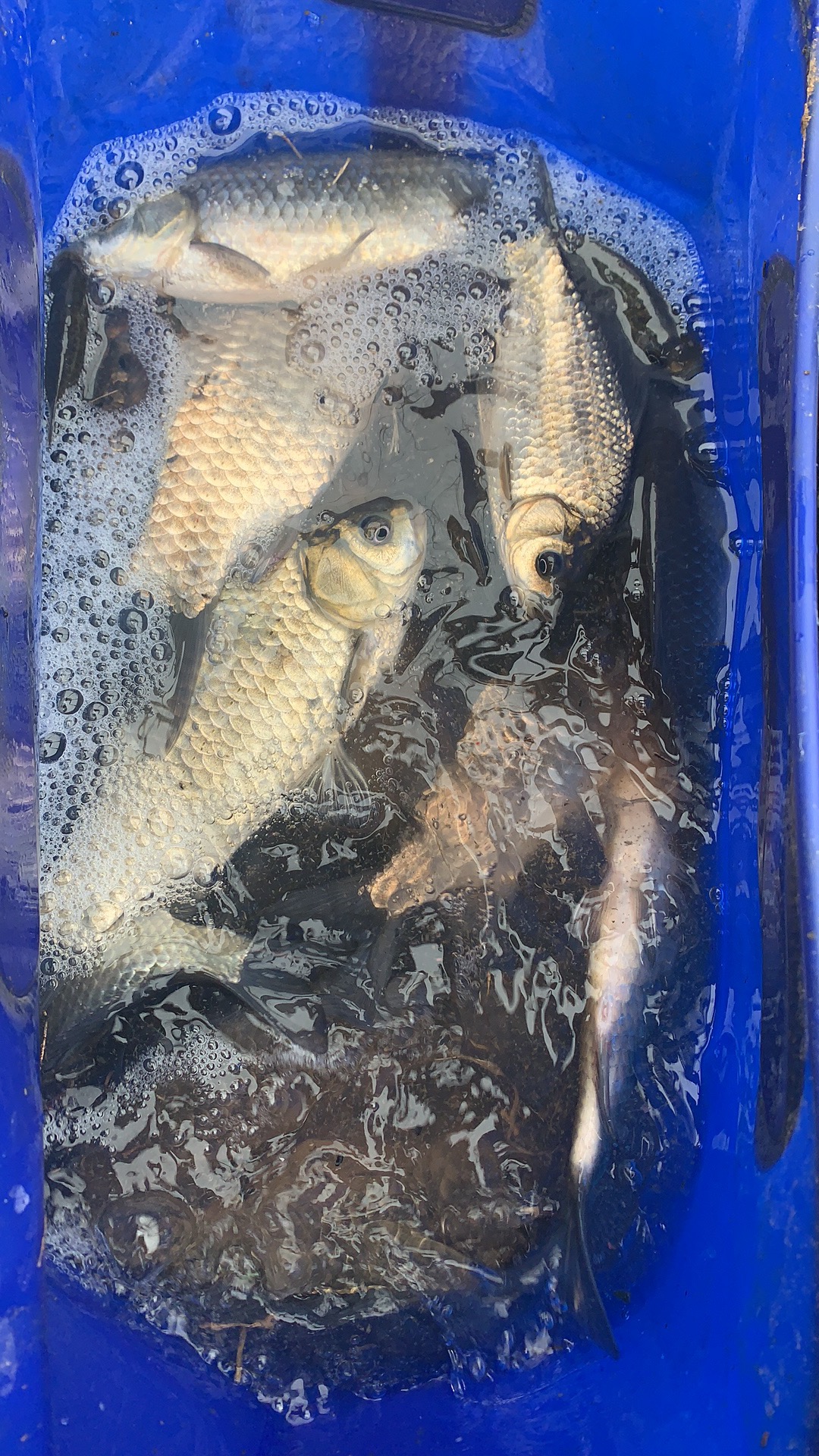 蚯蚓哪种挂法中鱼率高,蚯蚓挂饵调漂