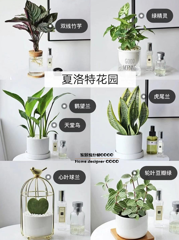 极简风格绿植店铺推荐 (室内店铺适合养的植物有香味)