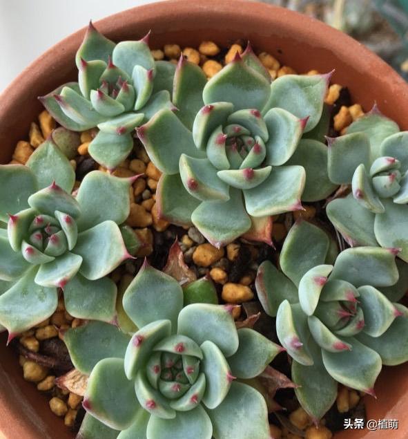 吉娃娃怎么上色,吉娃娃黑白的好还是黑黄的好