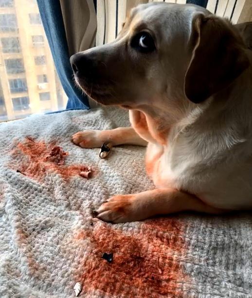 狗狗咬烂了口红,狗狗咬坏口红