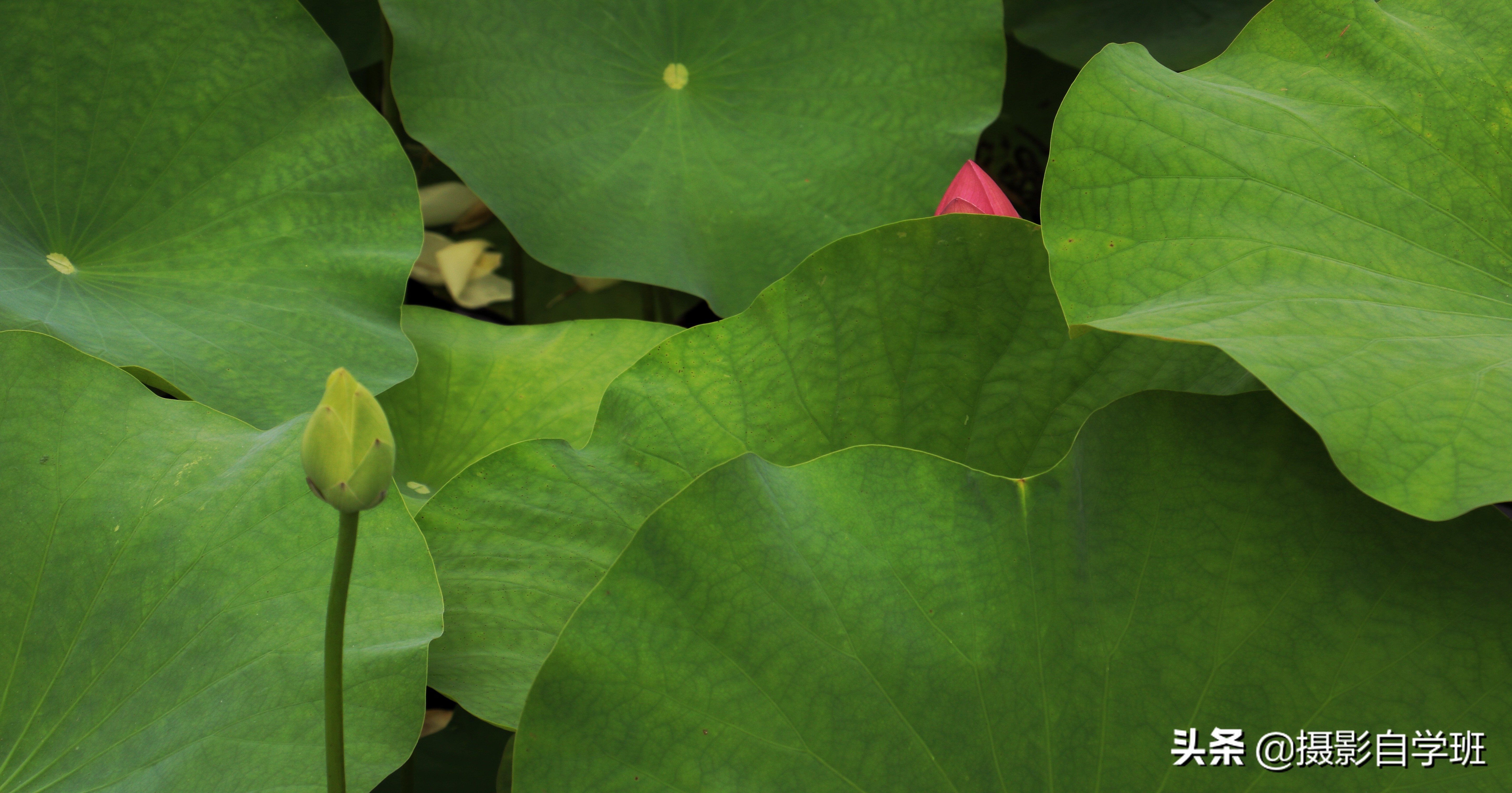 拍摄照片怎么合理构图,掌握构图拍出经典照片的技巧