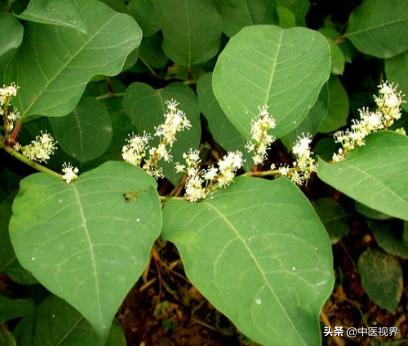 中药材虎杖的妙用,中药里的虎杖