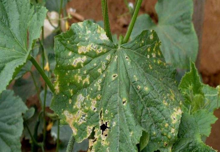 黄瓜病害中主要危害幼瓜的是什么,吡唑醚菌酯能提前预防黄瓜病害么