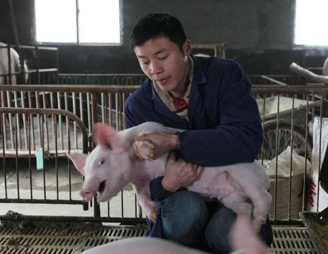 养猪场招博士生,养猪场硕士招工
