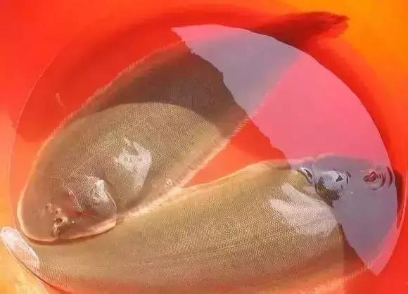 宁波一渔民整理海鲜大全,宁波最全的海鲜