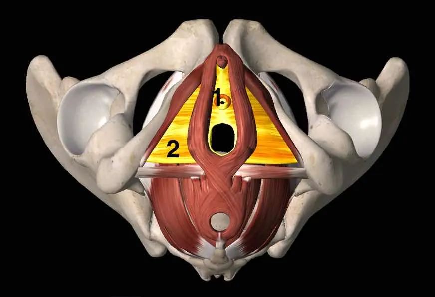 产后漏尿难言之隐,孕后漏尿需要多久可以改善