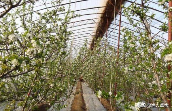 温室大棚种植大樱桃管理技术,温室大棚美早大樱桃树修剪方法