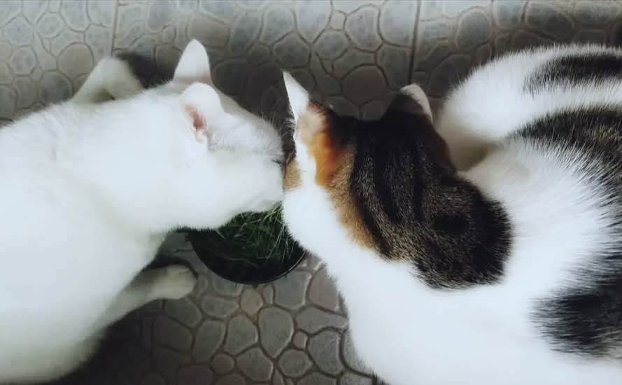 猫是肉食动物为什么它吃猫草,猫咪是食肉动物为什么喜欢吃猫草