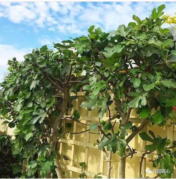 想自己种一棵树,想种自己的树