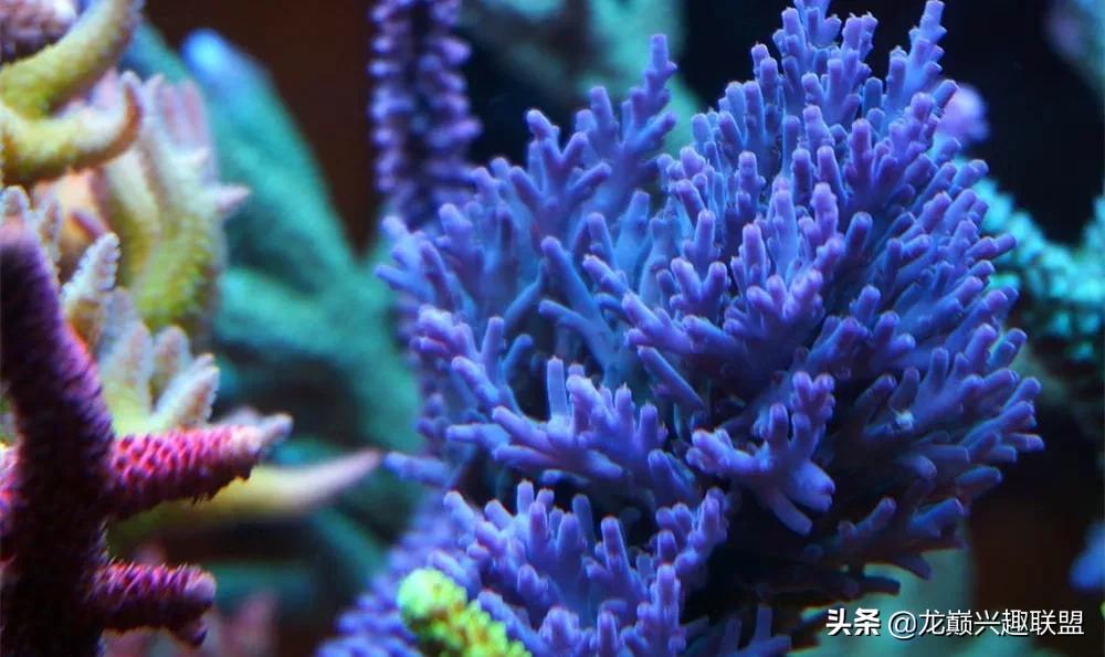 海缸最好养的生物,海缸最好养的软体生物