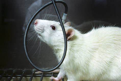 为什么人们会得恐鸡症,怕鸡恐惧症怎么治