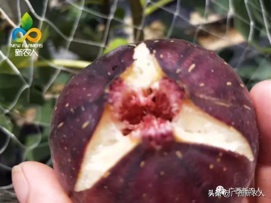 南宁那笔村无花果,南宁摘无花果