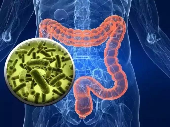 小孩的肠道菌群和母亲菌群,菌群影响神经系统和后天免疫发育