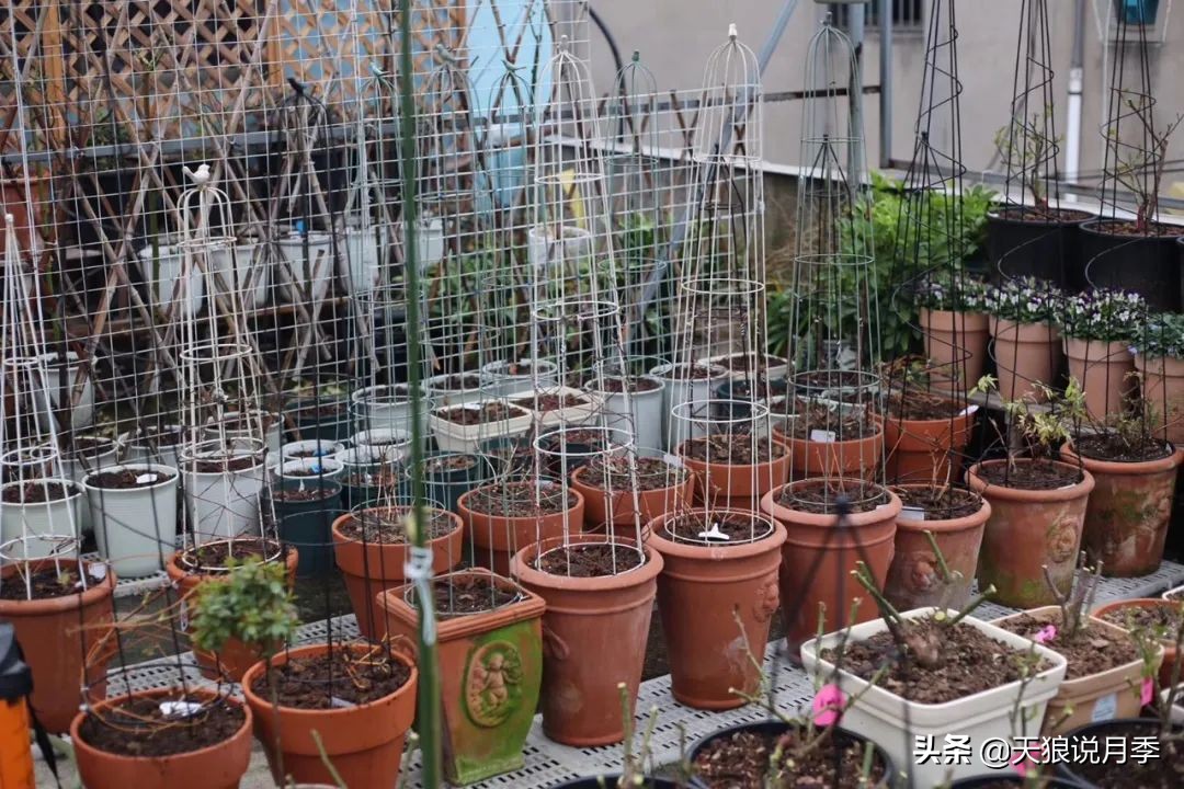 别人做梦都想要的花墙，他早就用铁线莲实现了