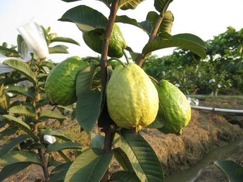 口感最甜的芭乐,什么颜色的芭乐好吃又甜